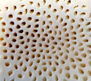a closer look: a slice of breadfruit