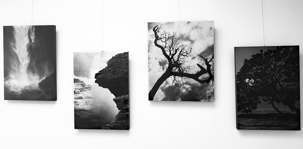 B&W nature photography by Alina Oswald on canvas at La Vie Galerie.